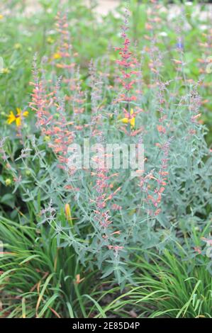 Giant hyssop (Agastache barberi) Firebird with grey-green leaves and orange flowers blooms in a garden in July Stock Photo