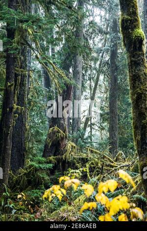 Old growth forest, Staircase Rapids area of Olympic National Park, Washington, USA. Stock Photo