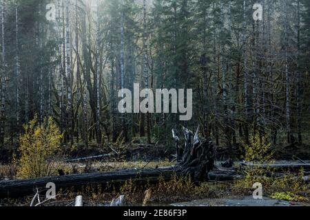 Forest along the Skokomish river, Staircase Rapids area of Olympic National Park, Washington, USA. Stock Photo
