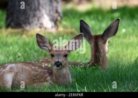 Deer in Bozeman MT Stock Photo