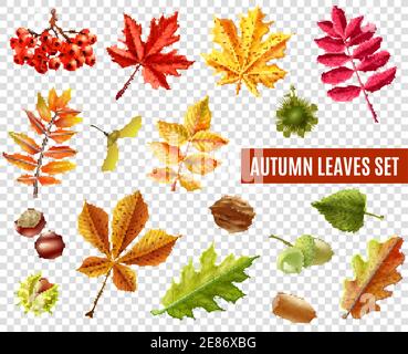 Colorful autumn leaves from different trees chestnuts rowan and acorns isolated on transparent background flat vector illustration Stock Vector