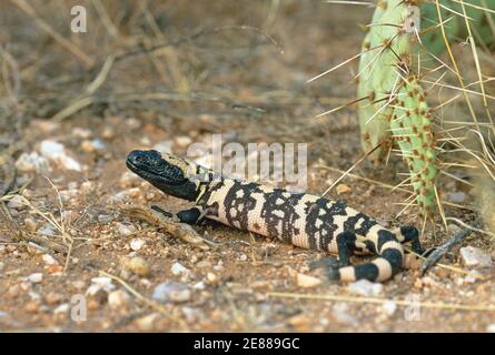 Gila Monster (Heloderma suspectum) Stock Photo