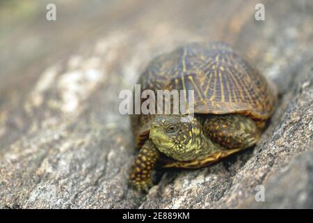 Ornate Box Turtle (Terrapene ornate) Stock Photo