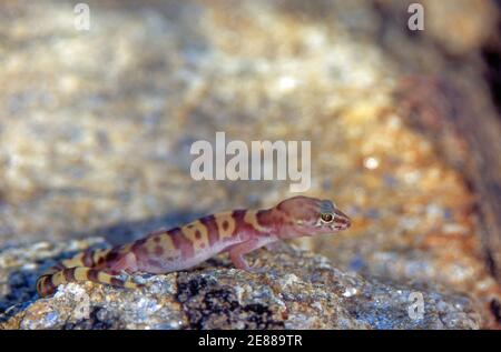 Western Banded Gecko (Coleonyx variegatus) Stock Photo