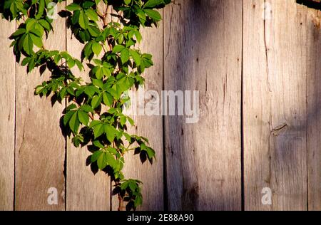 Vines growing on the side of a weathered board wall of an old barn out in the country. Stock Photo