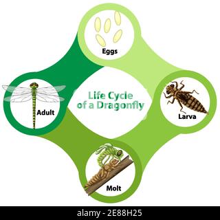 Diagram showing life cycle of Dragonfly Stock Vector Image & Art - Alamy