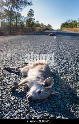 Low angled view of a dead young wallaby Joey, along with its mother on a stretch of an outback bitumen road in Queensland, Australia. Stock Photo