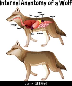 wolf anatomy diagram