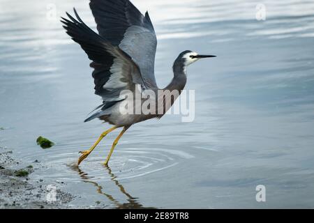 White-faced heron taking off at Waimanu Lagoons, Kapiti Coast, North Island. Stock Photo