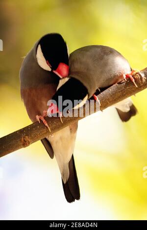 A pair of Java sparrows (Padda oryzivora), also known as Java finch, Java rice sparrow or Java rice bird Stock Photo