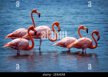 Five American Flamingo (Phoenicopterus ruber)also known as the Caribbean Flamingo, in Washington-Slagbaai National Park on Bonaire Island Stock Photo