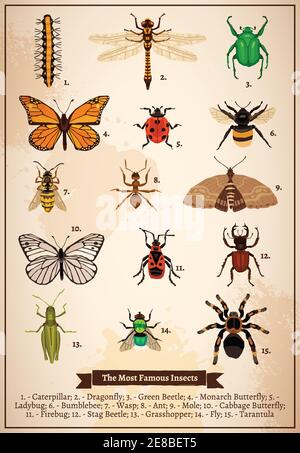 Vintage book page poster with set of different most famous insects drawn in doodle style vector illustration Stock Vector