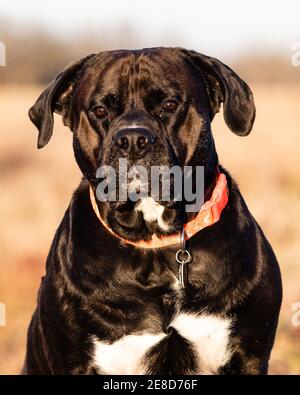 Portrait of a black and white mixed-breed adult dog with blurred background. Stock Photo