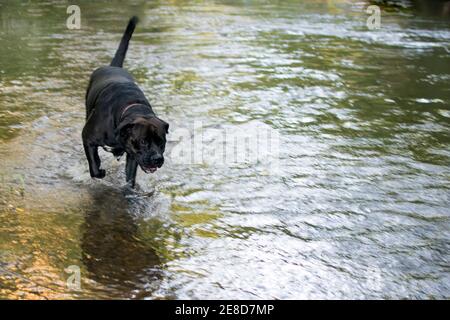 Black lab-cross dog to the left running through a creek with blank area to the right Stock Photo