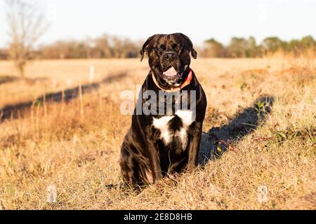 Large black and white mixed-breed adult dog sitting in a field of brown winter grass.
