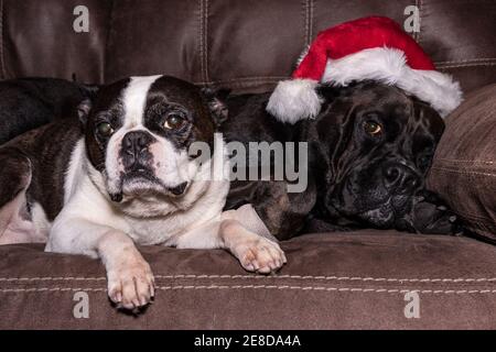 Older Boston Terrier with cataracts and a younger Labrador-cross with santa hat on a couch Stock Photo
