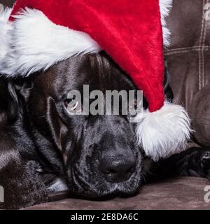 Large black dog wearing a santa claus hat giving a look of exasperation Stock Photo