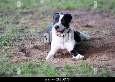 Black and white Border Collie crossbred dog  with ears pinned back looking at the camera while lying in a hole it has just dug in the yard with blurre Stock Photo