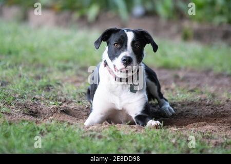 Black and white Border Collie crossbred dog looking at the camera while lying in a hole it has just dug in the yard with blurred background. Stock Photo