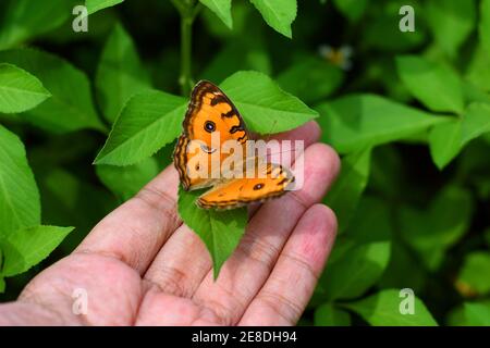 Peacock pansy rest  on fingers Stock Photo