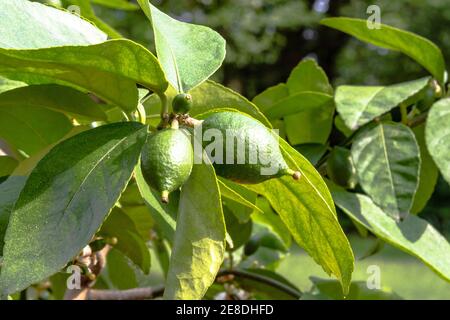 Limes growing on a lime tree Stock Photo