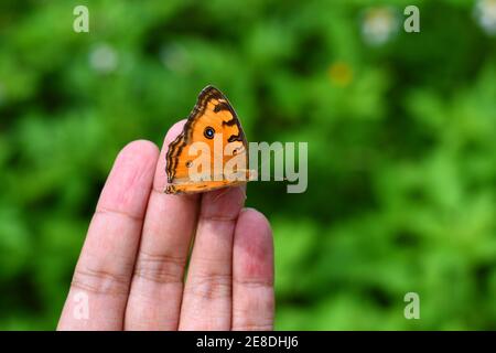 Peacock pansy rest  on fingers Stock Photo