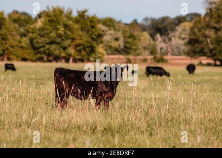 Angus crossbred calf looking at the camera with the rest of the herd in the background out of focus in an early autumn pasture. Stock Photo