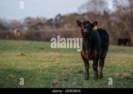 Black Angus calf stands in a spring pasture to the right with blank area to the left and out of focus cattle in the background Stock Photo