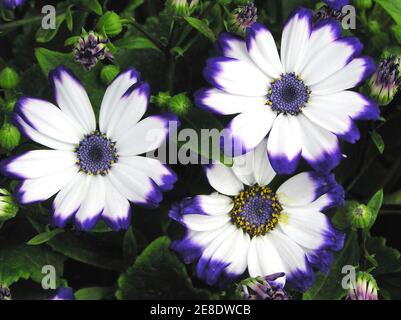 Perennial herb of Cineraria in a garden Stock Photo