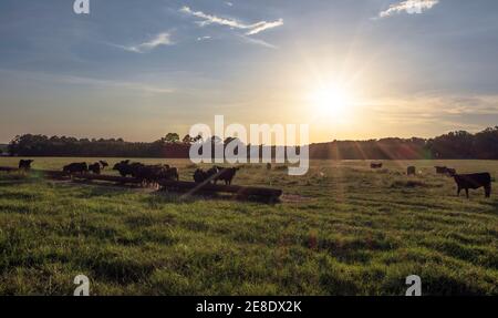 Angus crossbred cattle in silouhette, backlit in a green, lush pasture with sun low in the sky with rays. Stock Photo