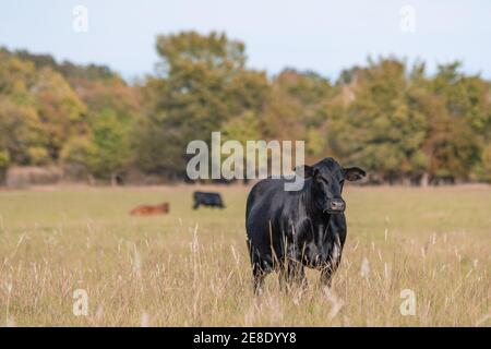 Black Angus beef cow standing in the foreground with other cows out of focus in the background in an autumn pasture. Stock Photo