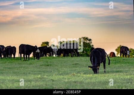 Angus crossbred cattle grazing on early spring grass with a blue and pink sunset sky Stock Photo