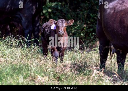 Black Angus calf standing between two adult cows in full sunlight Stock Photo