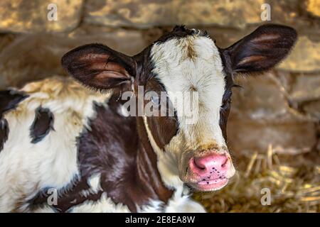 New black and white baby Holstein calf Stock Photo