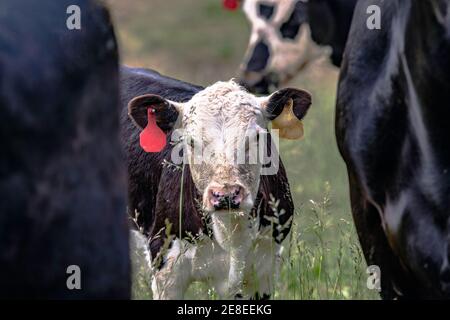 Black and white Angus crossbred calf standing between adult cows Stock Photo