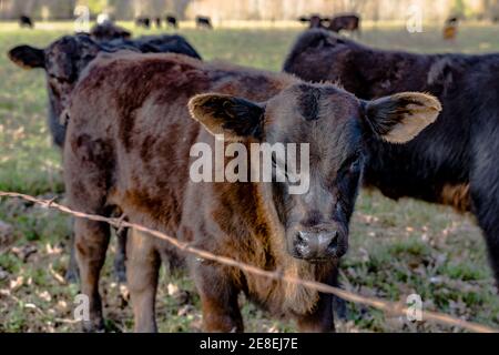 Angus crossbred calves behind a barbed wire fence in an early spring pasture Stock Photo