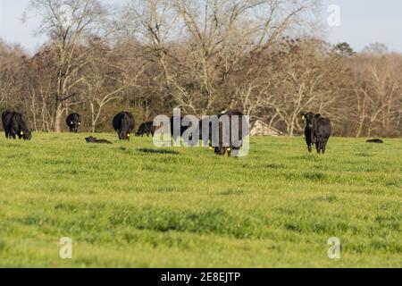 Black Angus cattle grazing in a ryegrass pasture in early spring