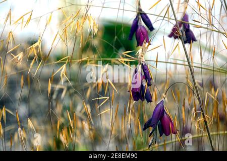 dierama pulcherrimum,purple  flowers,flower,perennials,arching,dangling,hanging,bell shaped,angels  fishing rods,RM Floral Stock Photo - Alamy