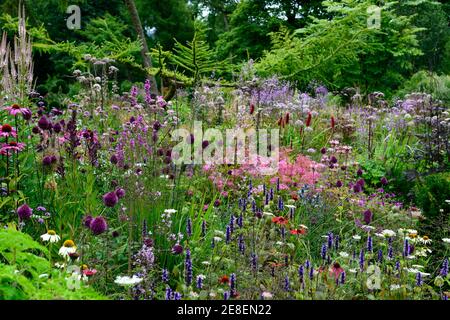 echinacea tomato soup,echinacea white swan,Allium sphaerocephalon,drumstick allium,agastache,echinaceas,thalictrum,Filipendula,verbena,dautus,garden,m Stock Photo