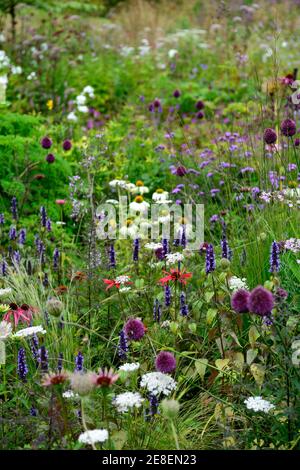 echinacea tomato soup,echinacea white swan,Allium sphaerocephalon,drumstick allium,agastache,echinaceas,thalictrum,verbena,dautus,garden,mixed perenni Stock Photo