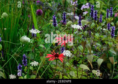 echinacea tomato soup,Allium sphaerocephalon,drumstick allium,agastache,echinaceas,molinia,grass,grasses,daucus,garden,mixed perennial bed,border,mixe Stock Photo