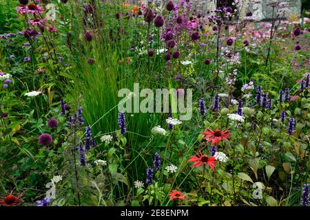 echinacea tomato soup,Allium sphaerocephalon,drumstick allium,agastache,echinaceas,molinia,grass,grasses,daucus,garden,mixed perennial bed,border,mixe Stock Photo