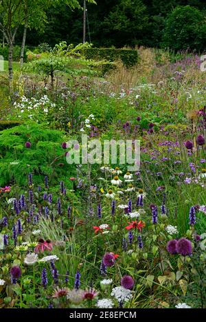 echinacea white swan,echinacea tomato soup,Allium sphaerocephalon,drumstick allium,agastache,echinaceas,thalictrum,verbena,dautus,garden,mixed perenni Stock Photo