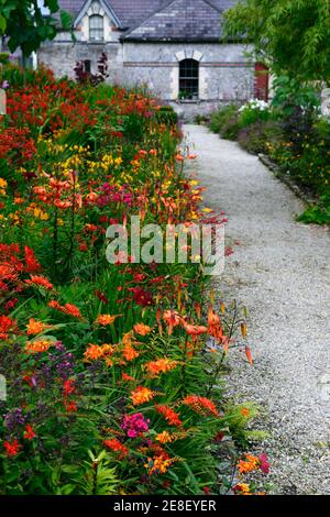 lilium lancifolium tigrinum splendens,crocosmia,phlox,dahlia,red orange yellow flowers,orange tiger lily,orange tiger lilies,hot border,hot borders,su Stock Photo