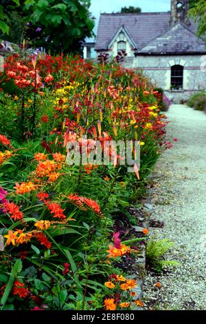 lilium lancifolium tigrinum splendens,crocosmia,phlox,dahlia,red orange yellow flowers,orange tiger lily,orange tiger lilies,hot border,hot borders,su Stock Photo