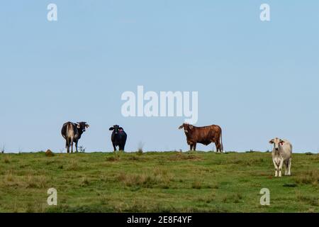 Bos indicus (eared) beef cattle of multiple colors standing in a green pasture with blue sky and negative space above for copy. Stock Photo