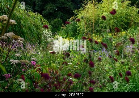 Thalictrum delavayi Splendide White,purple flowers,flower,flowering,floriferous,mixed planting scheme,combination,Chinese meadow rue,white flowers,whi Stock Photo