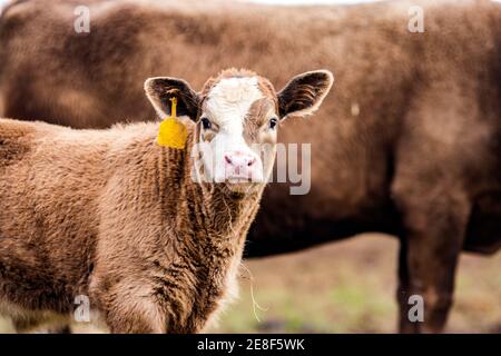 Brown and white commercial calf with mother in background Stock Photo