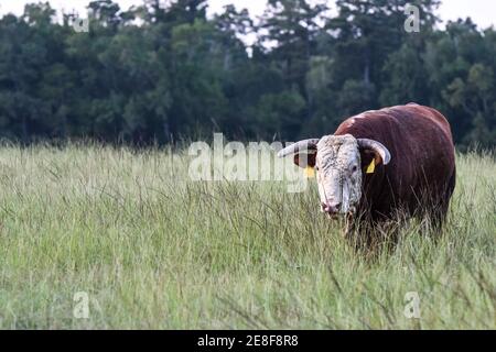Horned Hereford bull covered in horn flies walking toward the camera through tall grass in a pasture Stock Photo