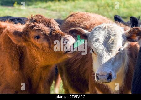 Red calf licking red and white calf's ear Stock Photo